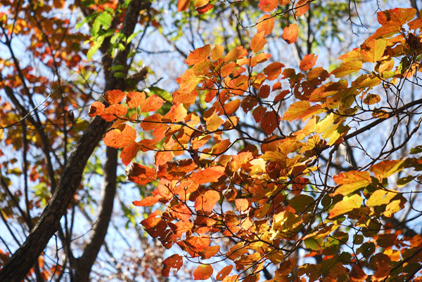 日差しに透ける紅葉の様子