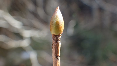 顔にみえる木の芽をルーペで観察した様子