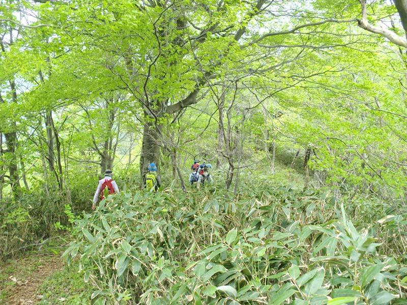 縦走路のブナの画像