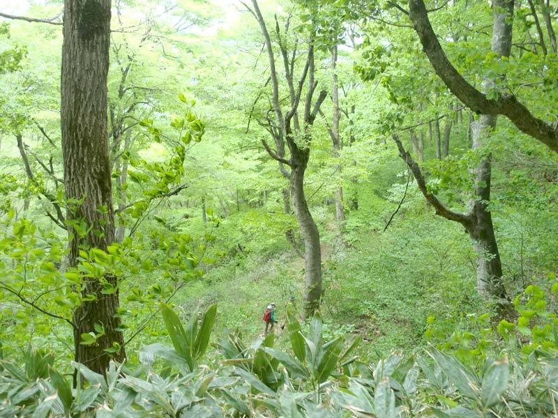 木地屋谷ルートの新緑の様子