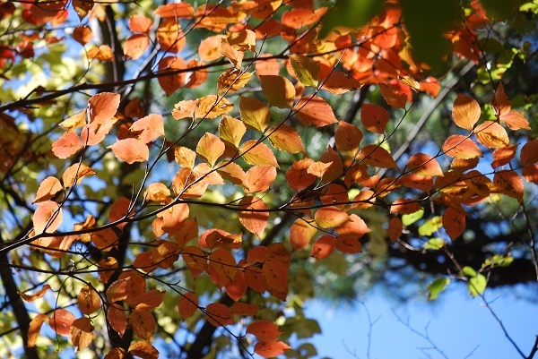 日差しに透ける紅葉の様子