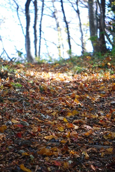 登山道の落ち葉の様子