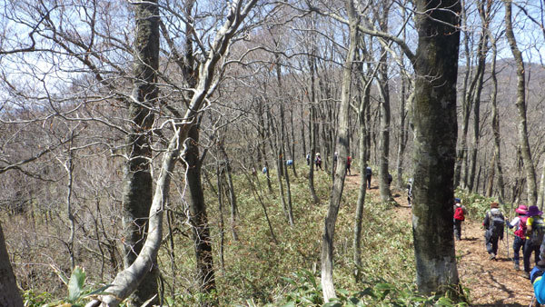 木々の間からみえる琴引山の画像