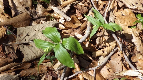 ユキザサの蕾の画像