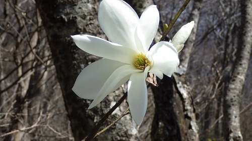 タムシバの花のアップ画像