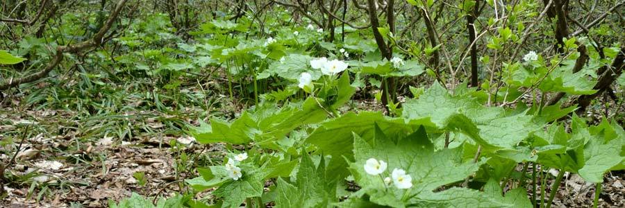 5月12日サンカヨウ自生地の様子