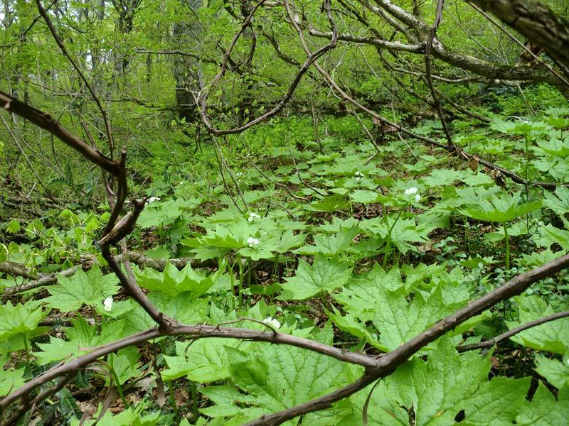 水場から茂みの奥の自生地の様子