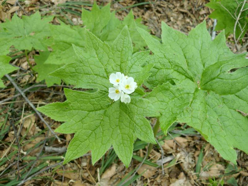 サンカヨウの花の画像