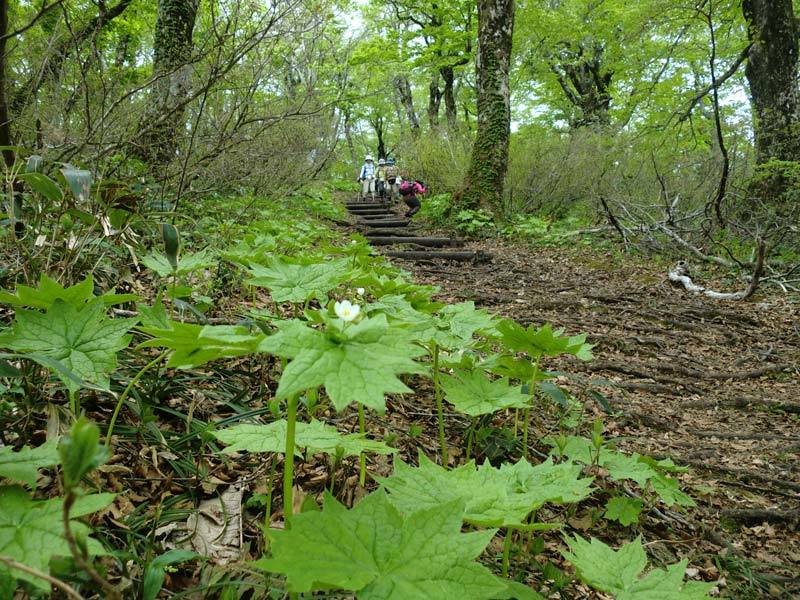 登山道で写真撮影される様子