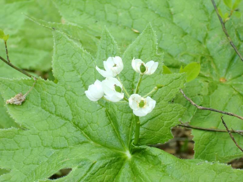 花が散る前の様子