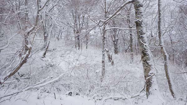 水場を過ぎて登山道の様子