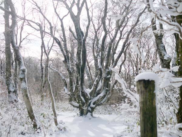 山頂タコブナの画像