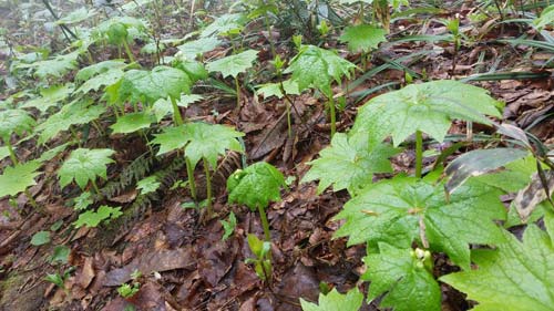 山頂にかけての登山道脇の様子