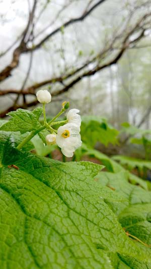 少しだけ透けている花びらの様子