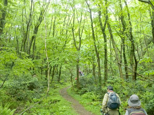 登山口から滝見ルートの新緑の様子