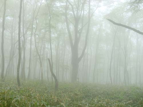 霧の中のブナ林の様子