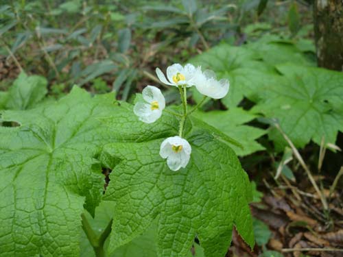 山頂小屋脇で咲いていたサンカヨウの画像