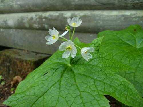 小屋の傍で咲いていたいちばん透けてみえた花の様子