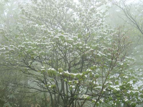 大階段展望台近くのムシカリの木の画像