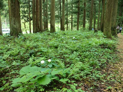 山野草園のヤマシャクヤクの画像