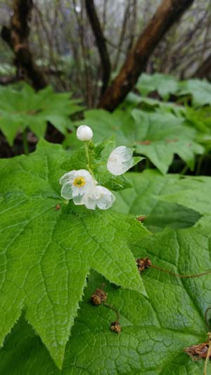 一部分が半透明になった花の姿