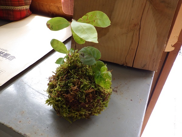 苔玉作品の画像