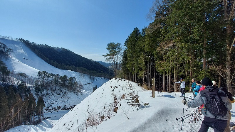 作業道から主伐エリアを眺める様子
