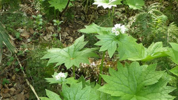 地蔵尊近くのサンカヨウの花の様子