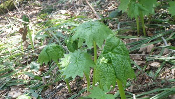 5月1日水場サンカヨウの蕾の様子