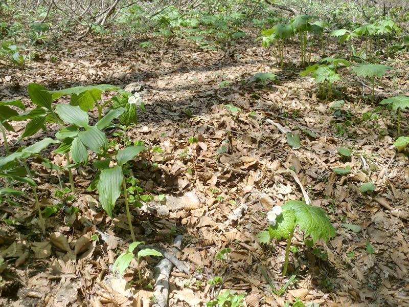 山頂小屋近くのサンカヨウの様子