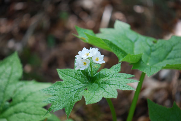 ５月５日地蔵尊近くのサンカヨウの花