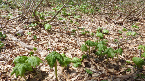 ４月２７日山頂小屋裏側の自生地の様子