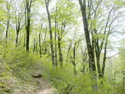 ブナとクロモジの登山道