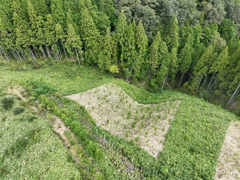 ササ類優占地写真画像