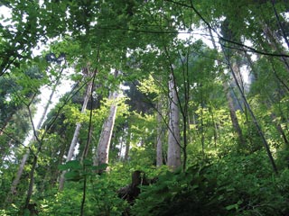 針広混交林の写真１