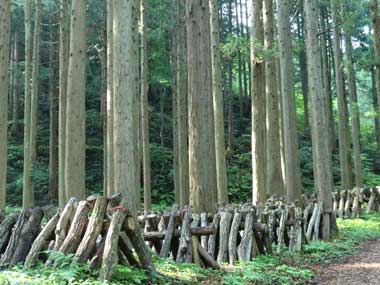 ほだ場の画像