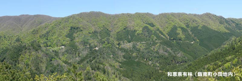和恵県有林の画像