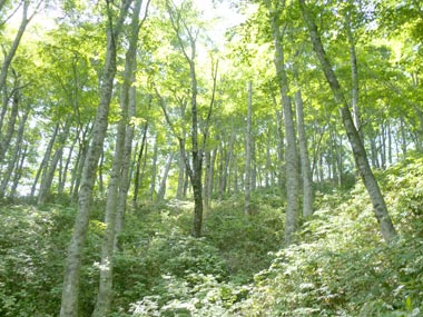 指谷山ブナ林の画像