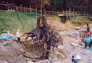 縄文の埋没林発見（写真）