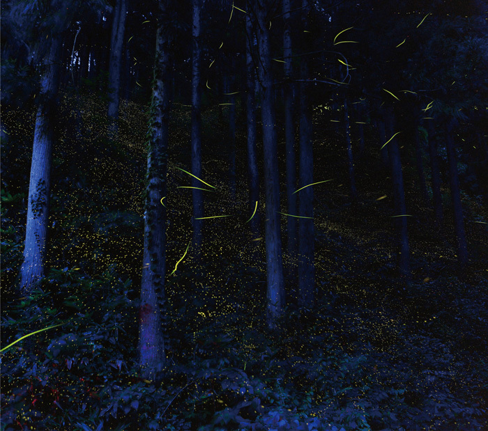 奥出雲の森に光るヒメボタルの写真
