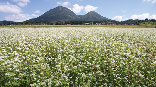 三瓶山の裾野に広がる地ソバ・三瓶ソバの畑の写真