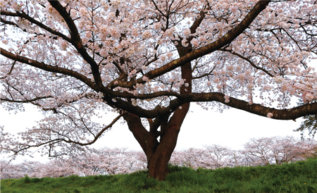 桜の写真