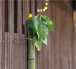 植物の写真