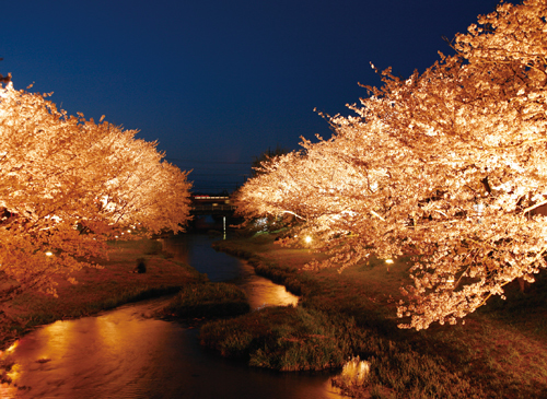 玉造温泉の夜桜の写真