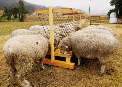 放牧されている羊の写真