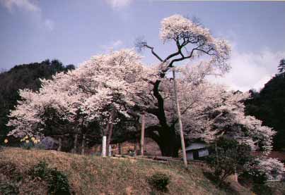 浜田市三隅町にある三隅大平桜が満開になっている画像