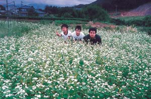 そばの花の写真