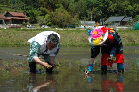 田植えの様子