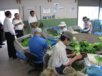 出荷する野菜の調製の様子