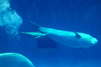 シロイルカが授乳する写真